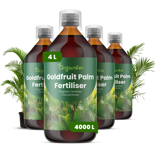 Vier Flaschen Organifer Goldfruit Palmendünger Konzentrat, insgesamt 4 Liter für circa 4000 Liter fertiges Düngemittel.