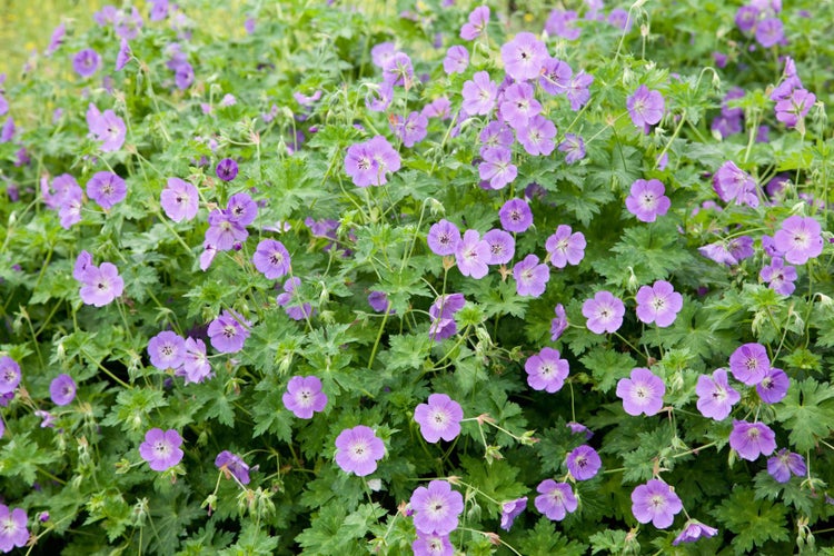 Geranium wallichianum 'Rozanne', Storchschnabel, violettblau, 2-3 L Container