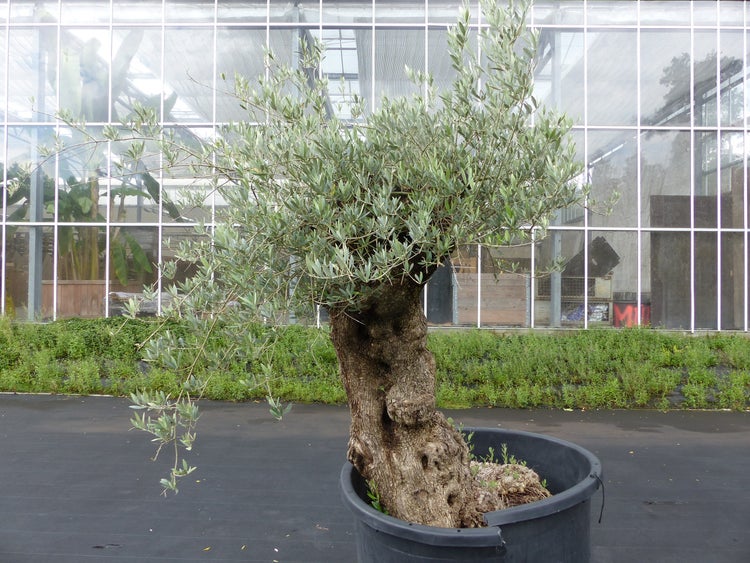 Großer Olivenbaum mit knorrigem Stamm in einem schwarzen Kunststoffkübel vor einem Gewächshaus.