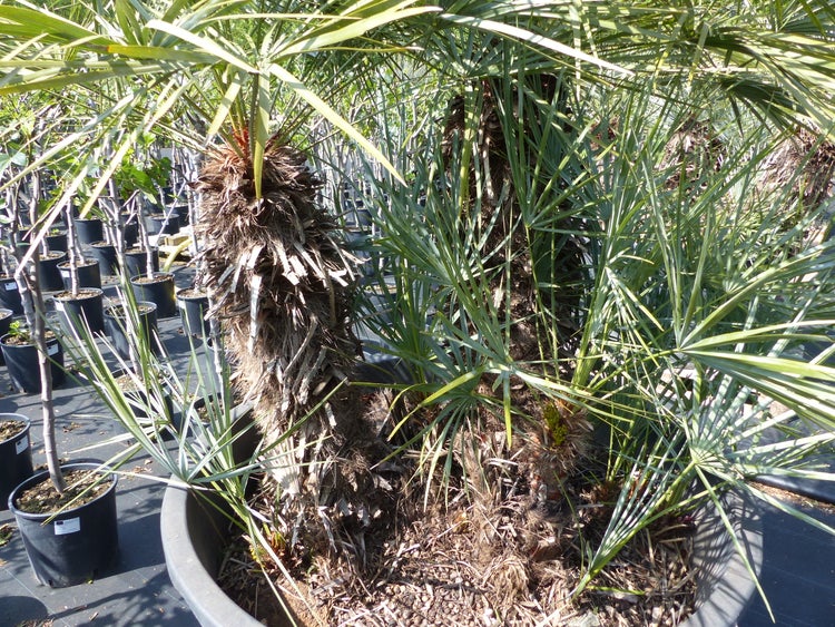 Palmengruppe Palme 190cm Zwergpalme Chamaerops Humilis, winterhart bis -12°C