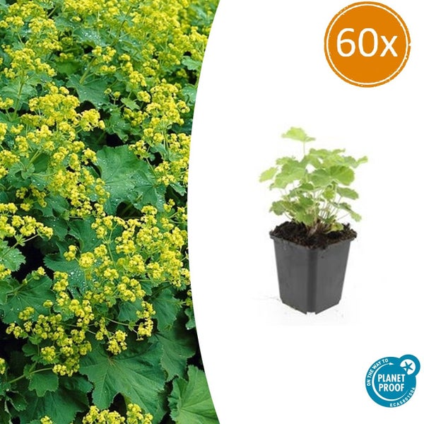 Ficus pumila im Topf, 12er Pack, Detailaufnahme der Blätter, Planet Proof zertifiziert.