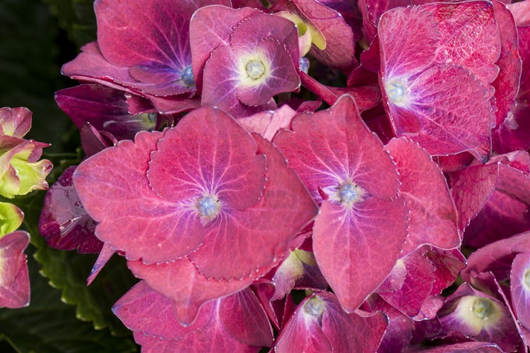 Hydrangea macrophylla 'Hot Red', Hortensie, leuchtend rot, 30–40 cm