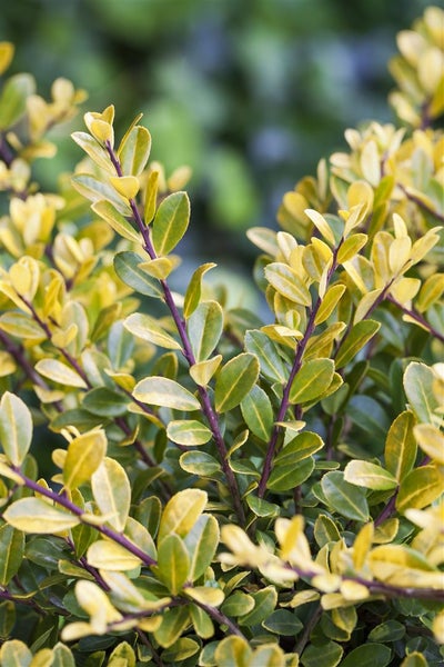 Ilex crenata 'Golden Gem', Japanische Stechpalme, goldgelb, 20–25 cm