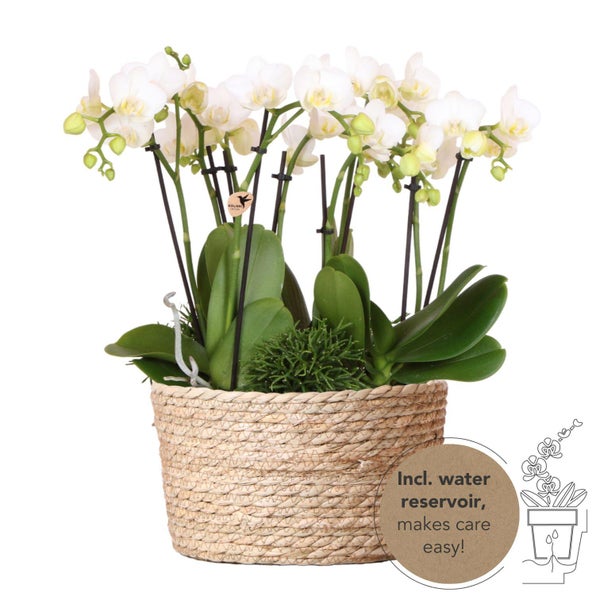 Kolibri Orchids weißes Pflanzenset im Schilfkorb inkl. Wassertank drei weiße Orchideen Amabilis 9cm und drei Grünpflanzen Rhipsalis Dschungelstrauß weiß mit autarkem Wassertank