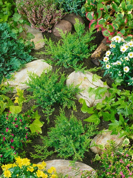 Juniperus sabina 'Rockery Gem', Sadebaum, kompakt, 20–30 cm