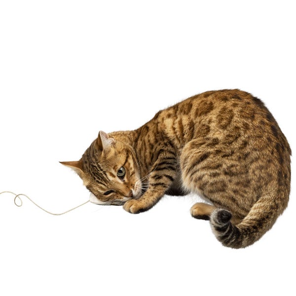 Eine gefleckte Katze spielt mit einem Katzenspielzeug an einer Schnur.