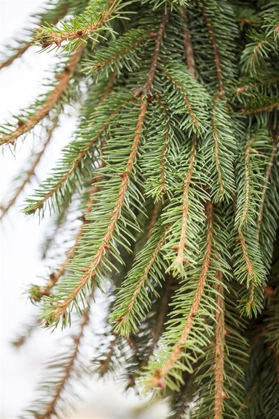 Picea abies 'Inversa', Hänge-Fichte, 100–125 cm