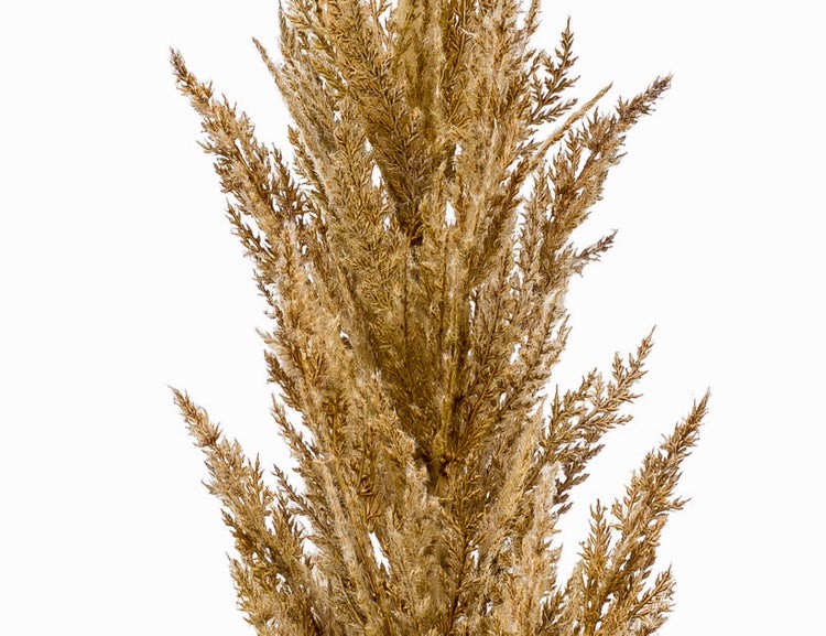 Getrocknetes Ziergras, goldbraun, buschige Struktur, Naturmaterial für Dekoration.