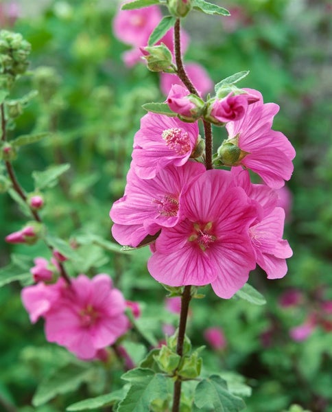 Lavatera x olbia 'Bredon Springs', Strauchmalve, rosa, ca. 11x11 cm Topf