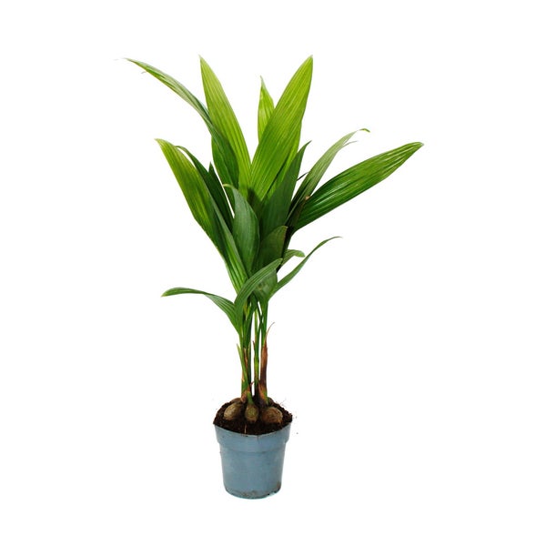 Betelnusspalme - Areca catechu - Zimmerpalme - Betelpalme - 12cm Topf