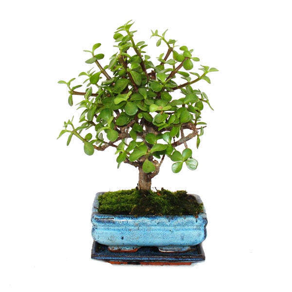 Bonsai - Portulacaria afra - Jadebaum - Afrikanischer Elefantenbaum - ca. 4-5 Jahre - Kugelform
