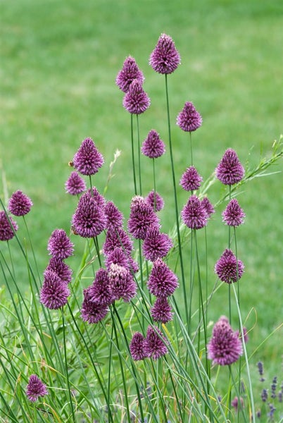 Allium sphaerocephalon, Kugellauch, purpurrot, ca. 9x9 cm Topf