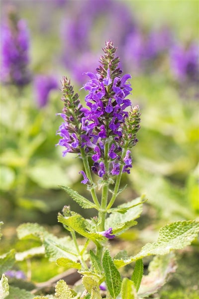 Salvia nemorosa 'Marcus', Steppensalbei, violettblau, ca. 9x9 cm Topf
