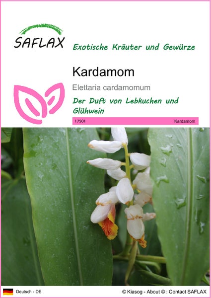 SAFLAX  - Kardamom - Elettaria cardamomum - 20 Samen