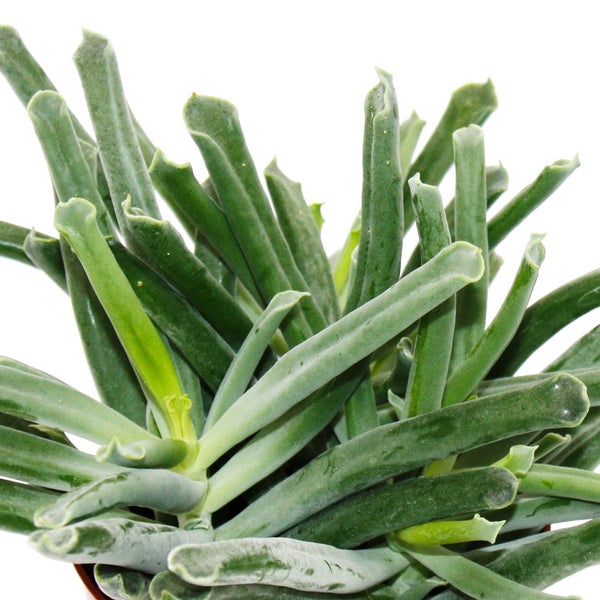 Cotyledon Elephants Trunk - Elefanten-Rüssel-Pflanze - Sukkulente - im 12cm Topf