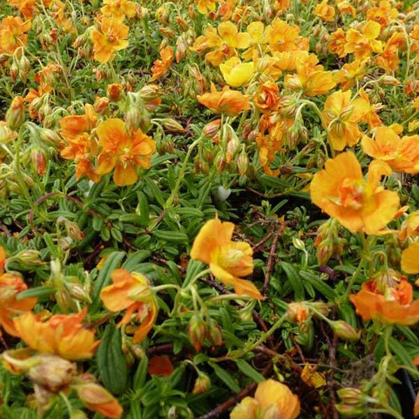 Teppich-Sonnenröschen im Detail