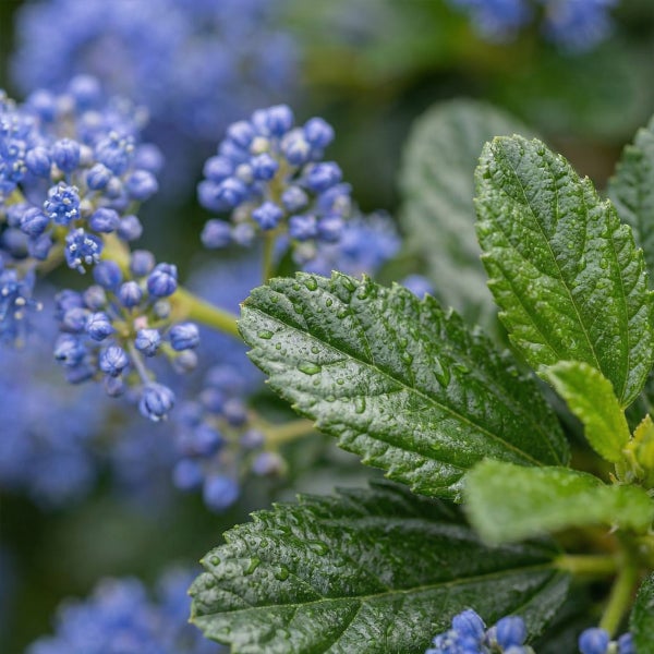 Nahaufnahme eines Kalifornischen Flieders Ceanothus mit kleinen blauen Blütenclustern und grünen Blättern mit Wassertropfen.
