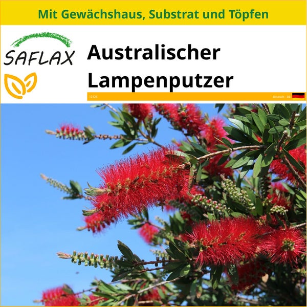 SAFLAX Anzucht Set - Australischer Lampenputzer - Callistemon citrinus - 400 Samen - Mit Mini-Gewächshaus, Anzuchtsubstrat und 2 Töpfen