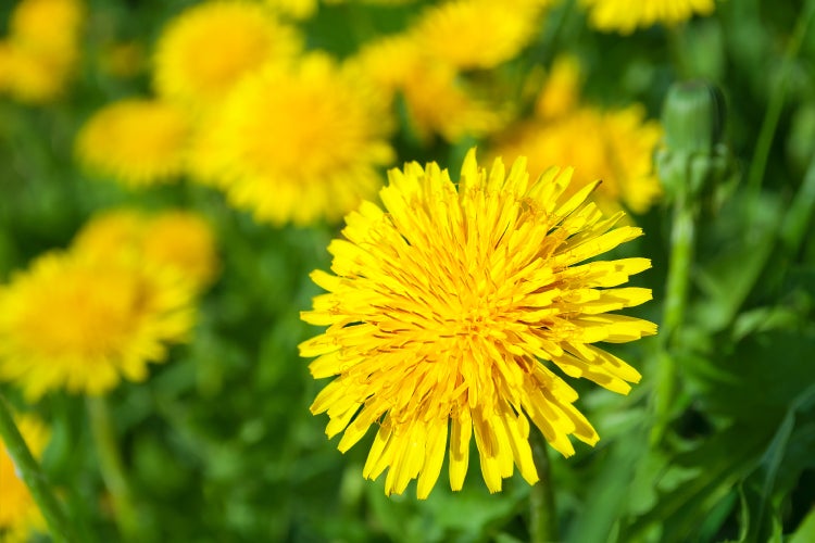 SAFLAX Geschenk Set - BIO - Löwenzahn - Taraxacum officinale - 400 Samen - Mit Geschenkbox, Versandaufkleber, Geschenkkarte und Anzuchtsubstrat