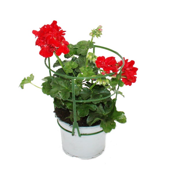 Geranien hängend - Pelargonium peltatum - 12cm Topf - Set mit 6 Pflanzen - hellrot