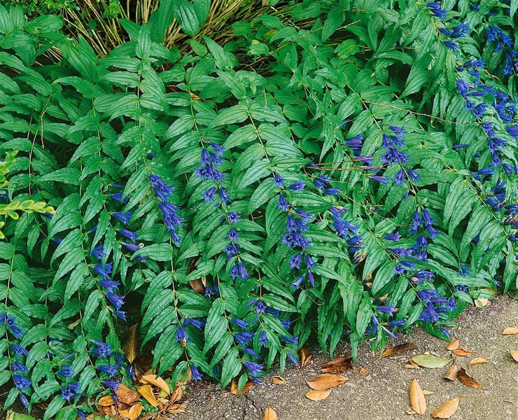 Gentiana asclepiadea, Schwalbenwurz-Enzian, blau, ca. 9x9 cm Topf