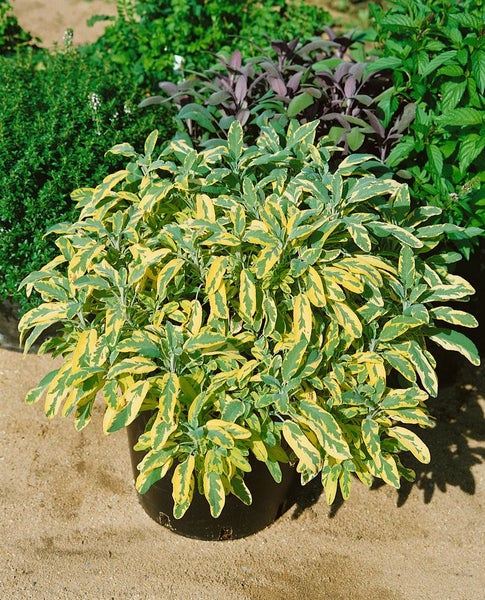 Salvia officinalis 'Aurea', Gold-Salbei, buntlaubig, ca. 9x9 cm Topf