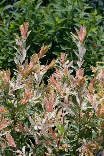 Salix integra 'Flamingo', Harlekinweide, rosa-weiß, 125 cm Stammhöhe