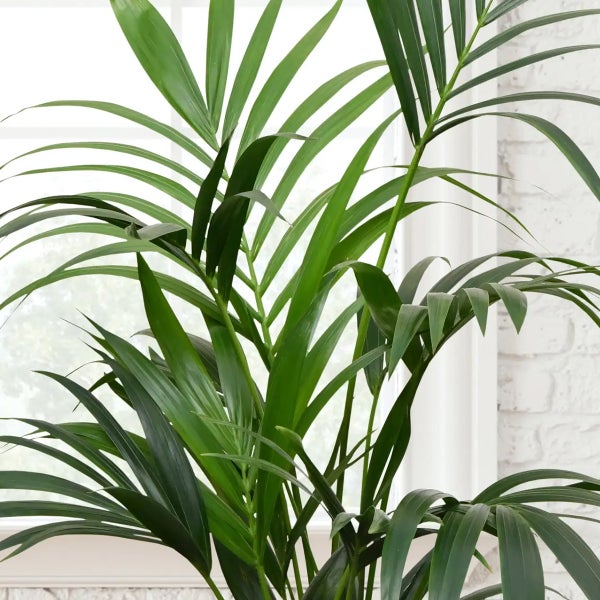 Grünpflanze mit langen, gefiederten Blättern