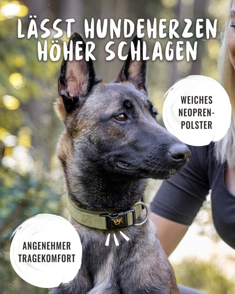 Hund mit Halsband und der Aufschrift 'Lässt Hundeherzen höher schlagen'