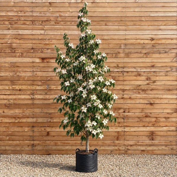 Blühender Blumenhartriegel als Hochstamm in einem schwarzen Pflanzsack vor einer Holzwand.