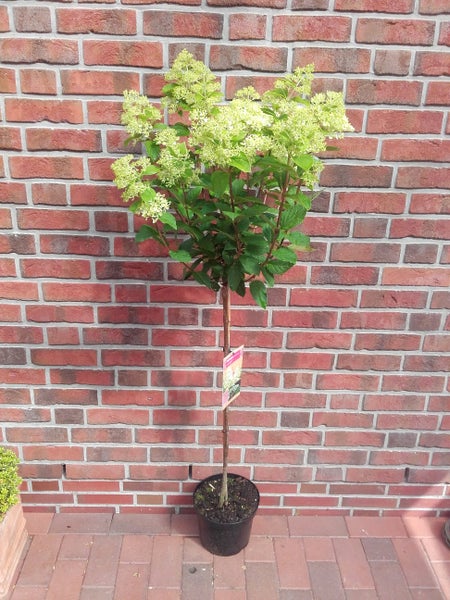 Hydrangea paniculata Limelight - Stämmchen, Rispen-Hortensie, Gesamthöhe: 130-140 cm, Stammhöhe: 80 cm