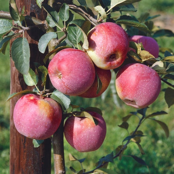Malus domestica 'Florina', Apfelbaum, 150–200 cm