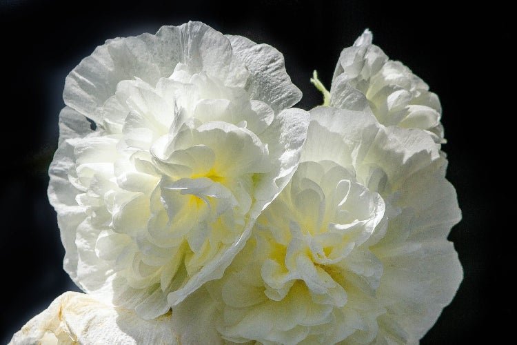 SAFLAX  - Stockrosen - Mix - Alcea rosea - 100 Samen - Mit keimfreiem Anzuchtsubstrat