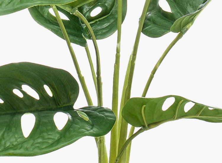Monstera Adansonii mit grünen gelochten Blättern und Stielen.