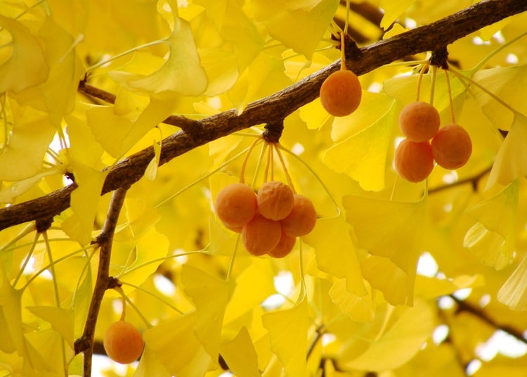 SAFLAX Garden to go - Ginkgo - Ginkgo biloba - 4 Samen - Mit Topf, Klima - Deckel und Anzuchtsubstrat