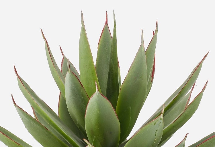 Künstliche grüne Agave mit rötlich gerandeten Blättern in einem gesprenkelten cremefarbenen Keramiktopf mit kleinen Kieseln.