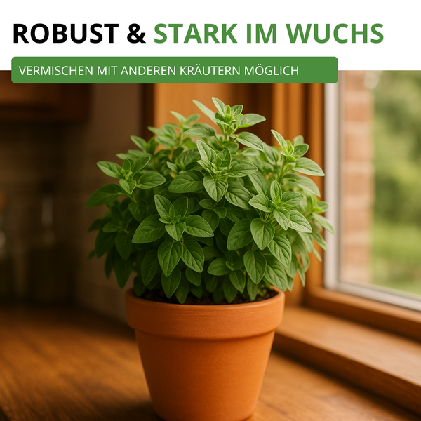 Oregano-Pflanze im Terrakotta-Topf, robust und stark im Wuchs, kombinierbar mit anderen Kräutern.