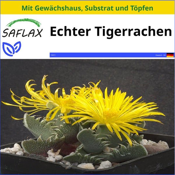 SAFLAX Anzucht Set - Echter Tigerrachen - Faucaria tigrina - 40 Samen - Mit Mini-Gewächshaus, Anzuchtsubstrat und 2 Töpfen