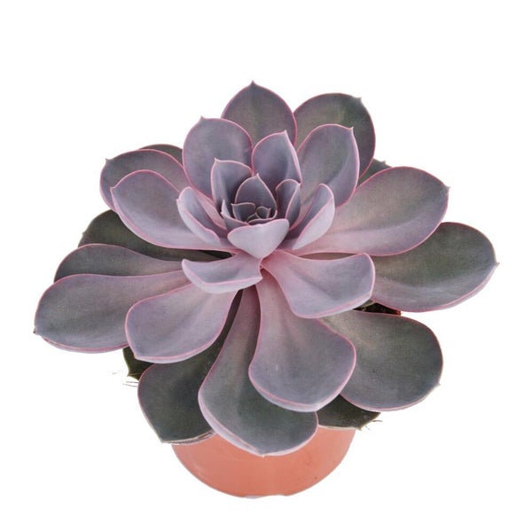 Nahaufnahme einer Echeveria Sukkulente in Rosettenform mit violetten und rosafarbenen Blättern.