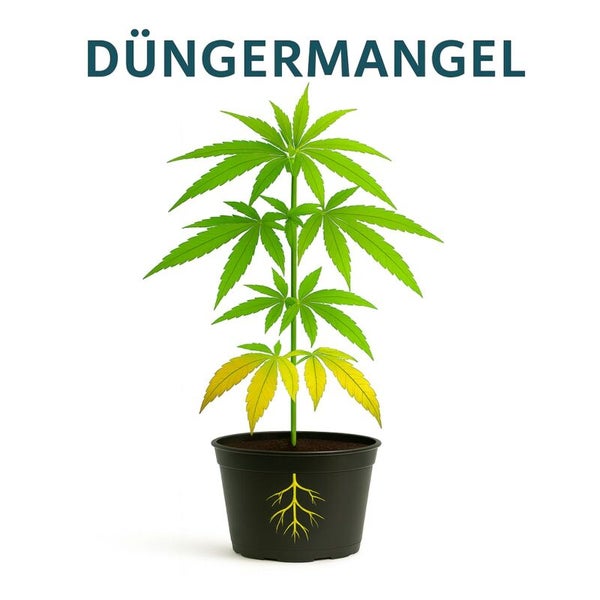 Hanfpflanze im Topf mit Nährstoffmangel an den unteren Blättern, Text Düngermangel und Symbol für das Wurzelsystem.