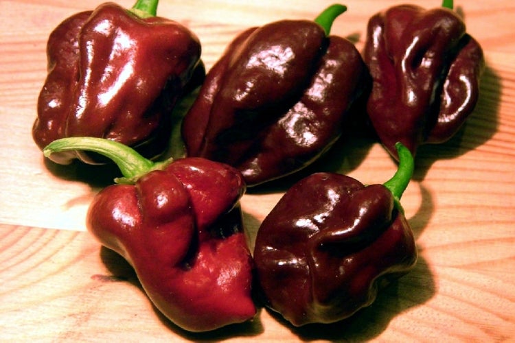 SAFLAX  - Chili - Habanero Chocolate - Capsicum chinense - 10 Samen