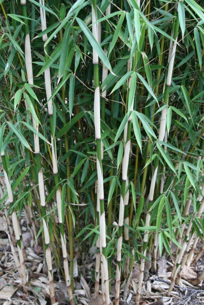 Fargesia robusta Campbell 80/100 cm hoch, im 3 Liter-Topf