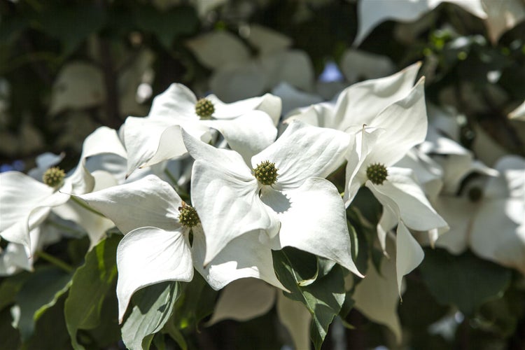 Cornus kousa chinensis, Chinesischer Blumen-Hartriegel, 60–80 cm
