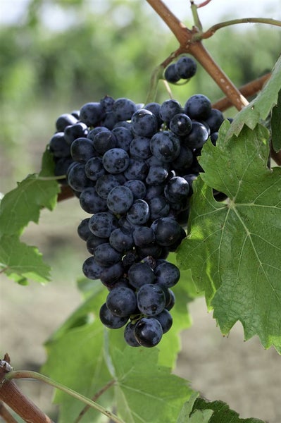 Vitis vinifera 'Erdbeertraube', Weinrebe, süß, 80–100 cm