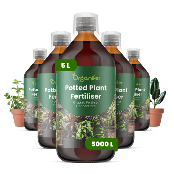 Fünf Flaschen Organifer Zimmerpflanzendünger, organisches Düngerkonzentrat, 5 Liter Flasche für 5000 Liter, Organifer Logo.