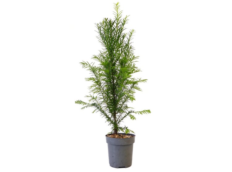 Eine junge Eibe Taxus baccata in einem Kunststoffpflanztopf