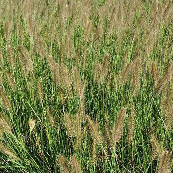 Nahaufnahme von Ziergras im Garten