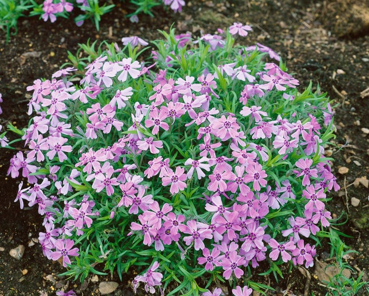 Phlox subulata 'Benita', Teppichphlox, rosa, ca. 9x9 cm Topf