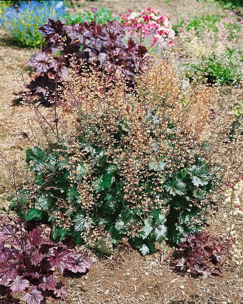 Heuchera x brizoides 'Ebony and Ivory', Purpurglöckchen, ca. 11x11 cm Topf