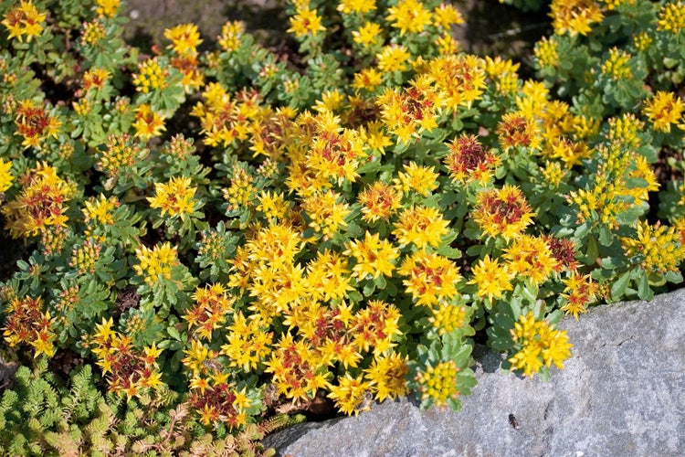 Sedum kamtschaticum, Fetthenne, gelb, ca. 9x9 cm Topf